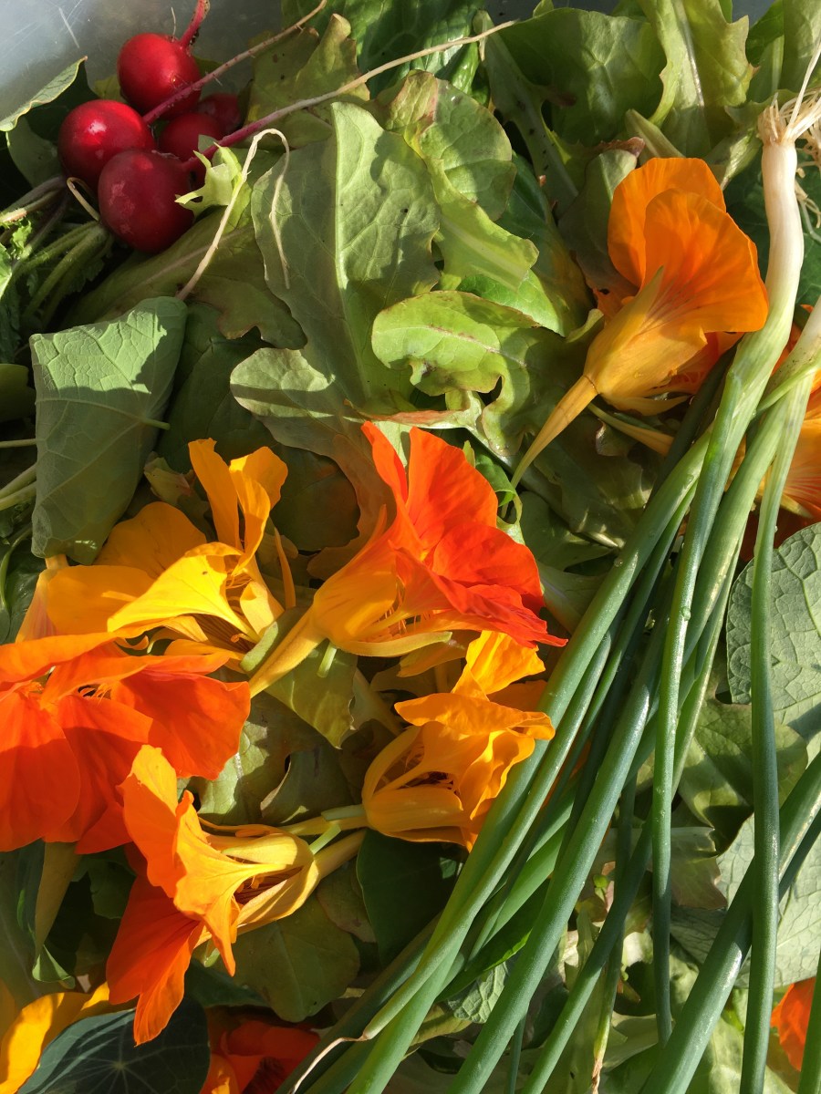 Salad grown at The Garden House