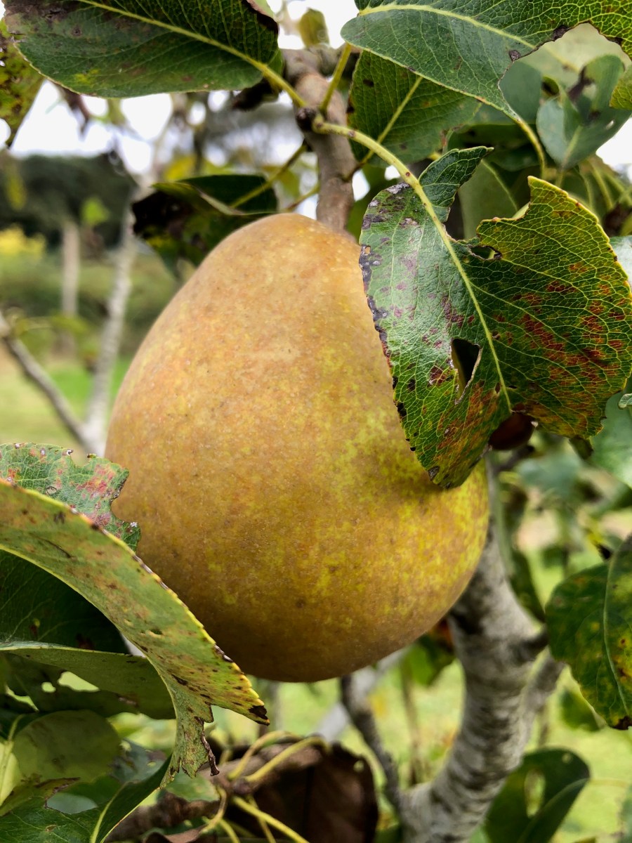 'Doyenne du Comice' pear