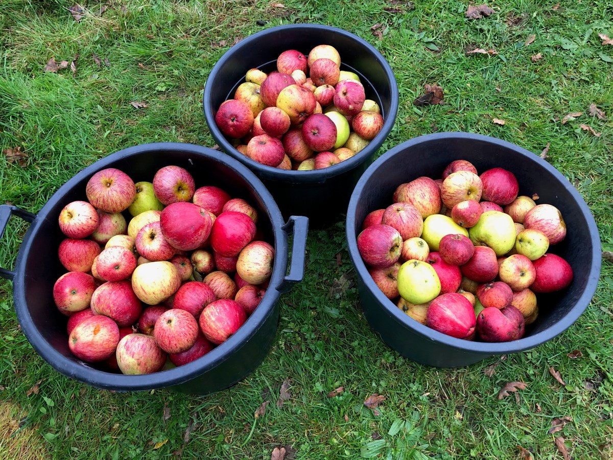 The total of harvested cider apples in 2021