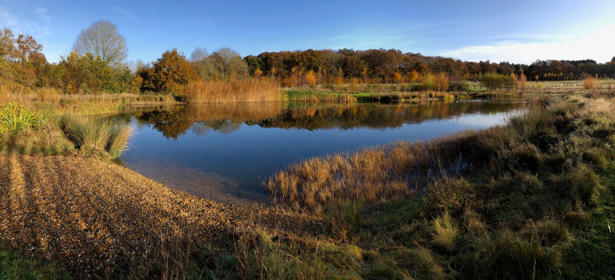 The colours of the autumn trees in the woodland planted in 2013 now prominent against the backdrop of mature trees