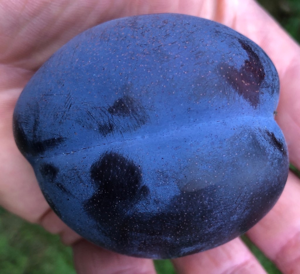 'Guinevere' Plum - Good size and taste and adds variety being different to a 'Victoria' type plum (and it didn't half grow fast!)
