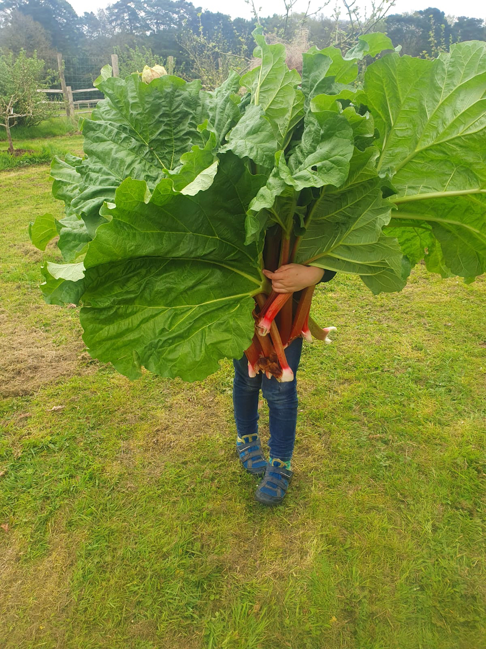 Rhubarb Boy